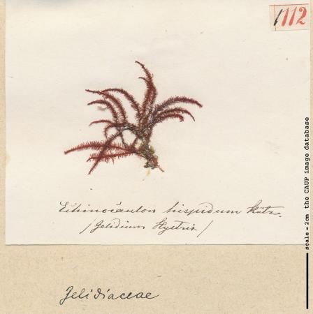Gelidium hystrix 112.jpg